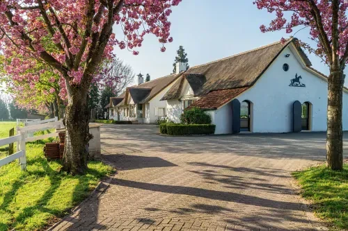 Oprijlaan naar een wit gebouw met rieten dak, grasvelden en bomen in bloei. 