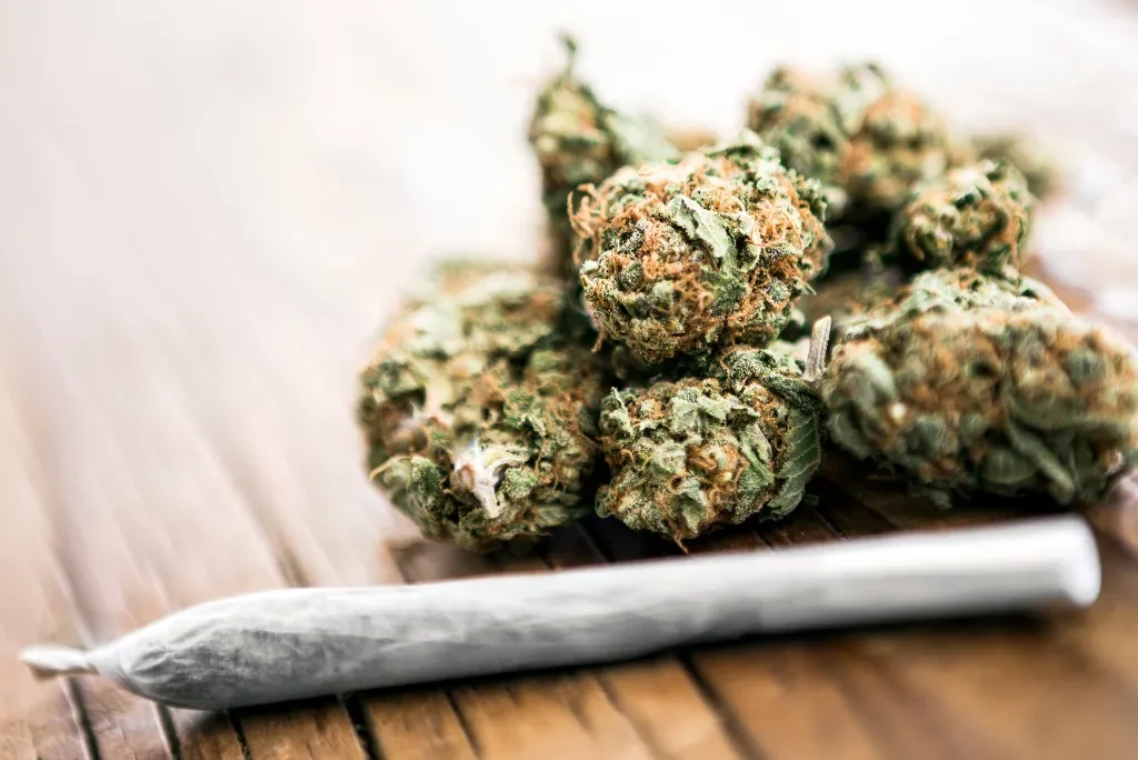 cannabis cannabis