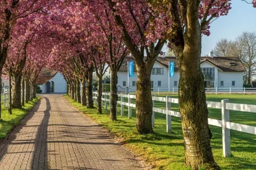 Oprijlaan naar wit gebouw met bomen in bloei en witte hekken om een groen grasveld.